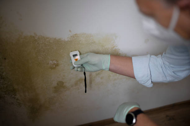 Best Health and Safety Mold Remediation in Cooper, TX