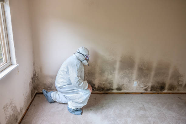 Best HVAC Mold Remediation in Cooper, TX