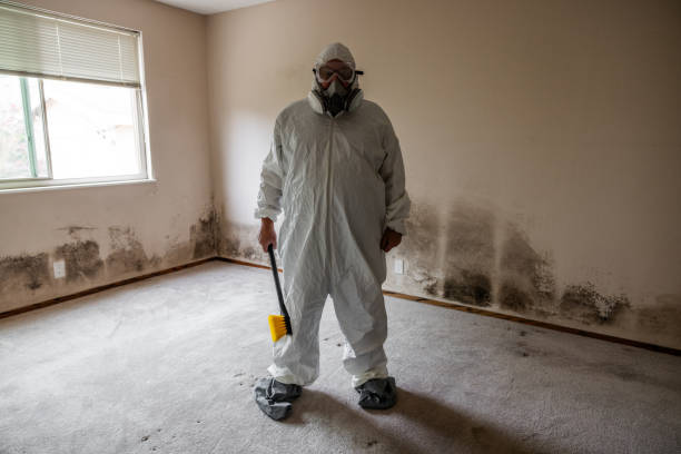 Best Black Mold Remediation in Cooper, TX