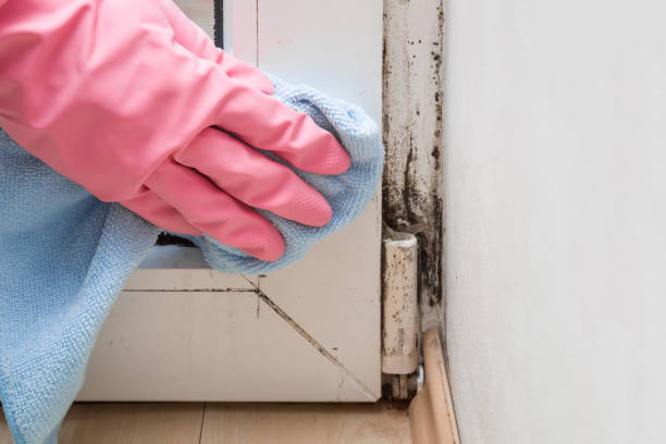 Best Residential Mold Remediation in Cooper, TX